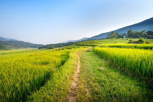 Narrow pathway amidst green fields