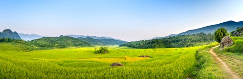 Panorama of narrow rural footpath going along green rice plantation in nature with blue sky against mountainous area and green forest
