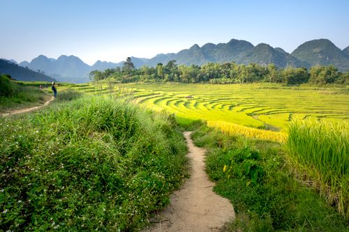 Free Distant person standing on rural footpath among grassy terrain leading to rice plantation against green trees and mountain range on farmland in nature Stock Photo
