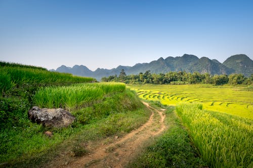 Rural pathway among grassy terrain against cloudless sky with rice plantation and mountain ridge near trees on background in nature
