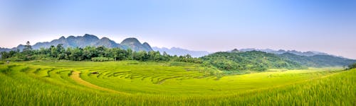 Wide angle of green agricultural plantations located on farmland with cloudless sky against mountainous terrain and green trees in nature