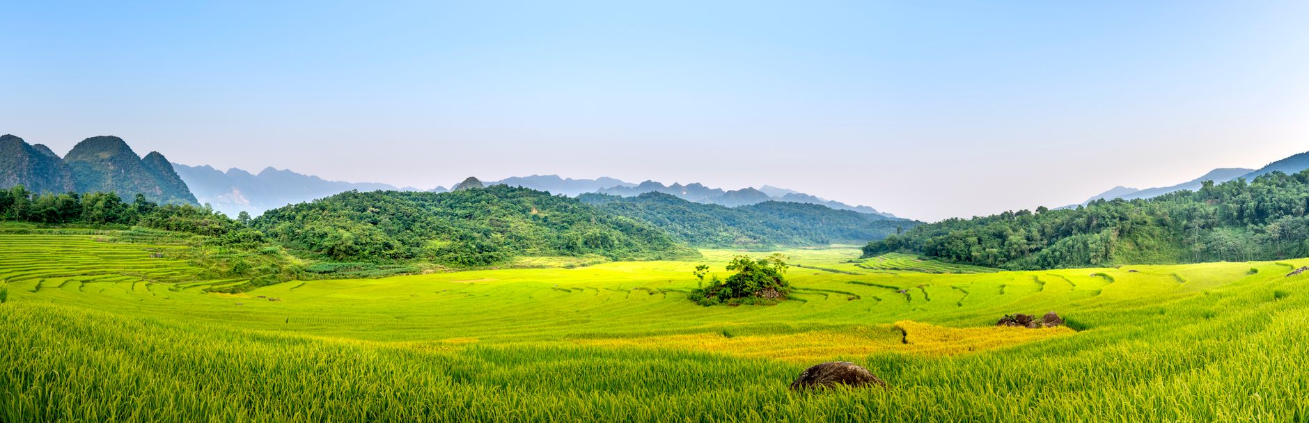 Panorama of grassy terrain and rice plantation with tracks located in rural terrain against mountain range and blue sky