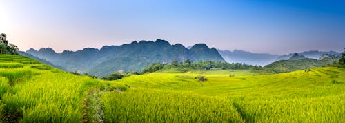 Wide angle of grassy rice plantation with tracks located on farmland in rural terrain against mountain ridge and blue sky