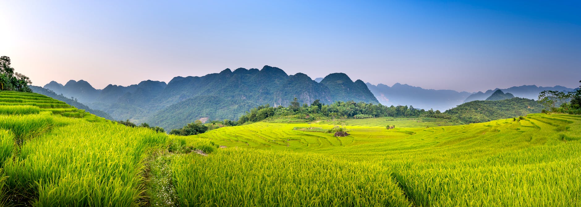 Wide angle of grassy rice plantation with tracks located on farmland in rural terrain against mountain ridge and blue sky