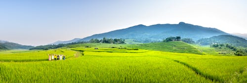 Wide angle of distant group of workers strolling on grassy track on rice plantation while working in countryside on farmland