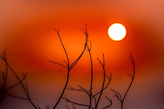 Bright orange and red sunset cloudless sky and thin contrast branches of tree
