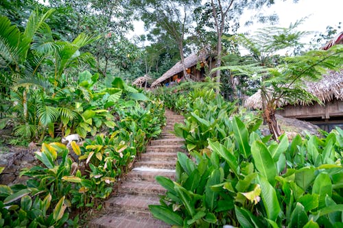 Stairs to hut among lush greenery