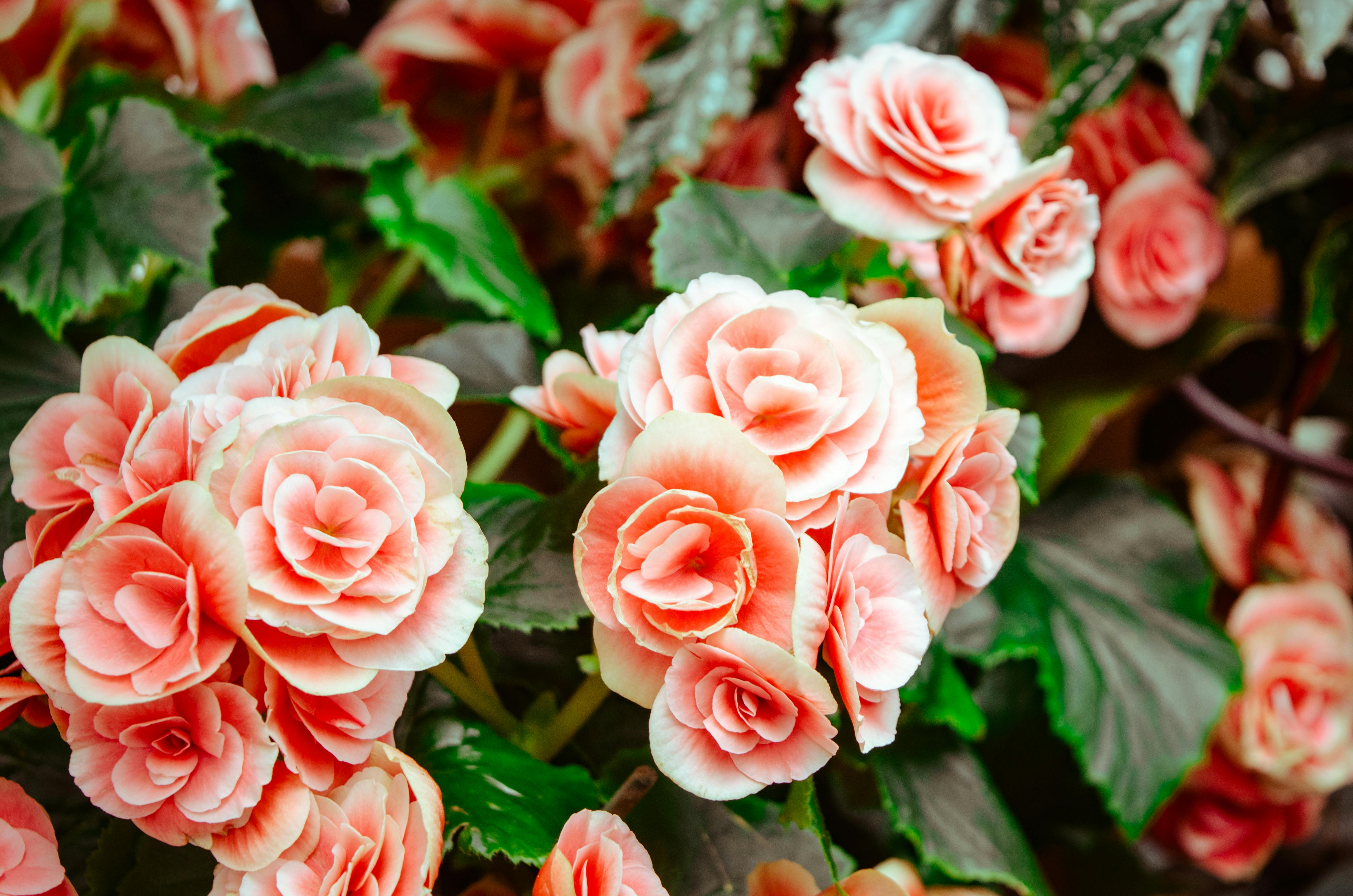 Les cigales : une symphonie parfumée dans votre jardin