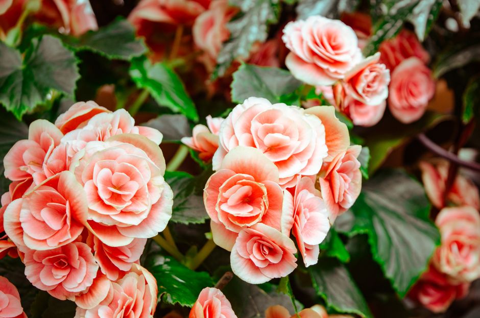 Lush pink roses blooming vibrantly amidst green leaves, perfect for romantic and botanical themes.