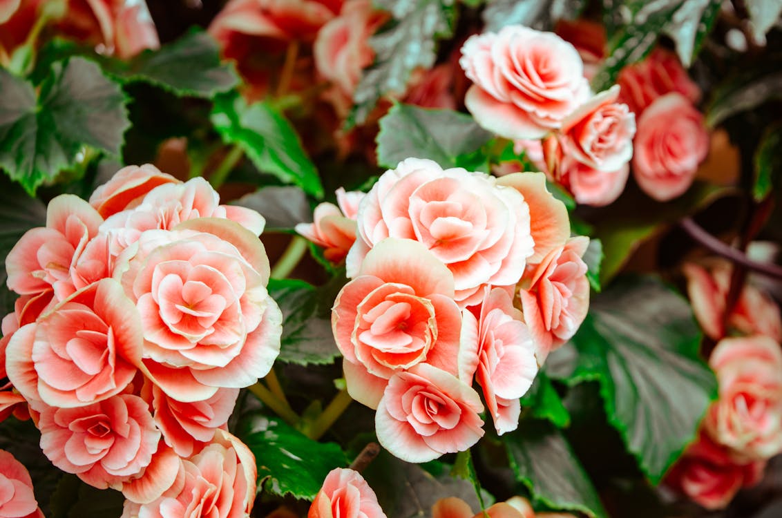 Row of Pink Petaled Flower