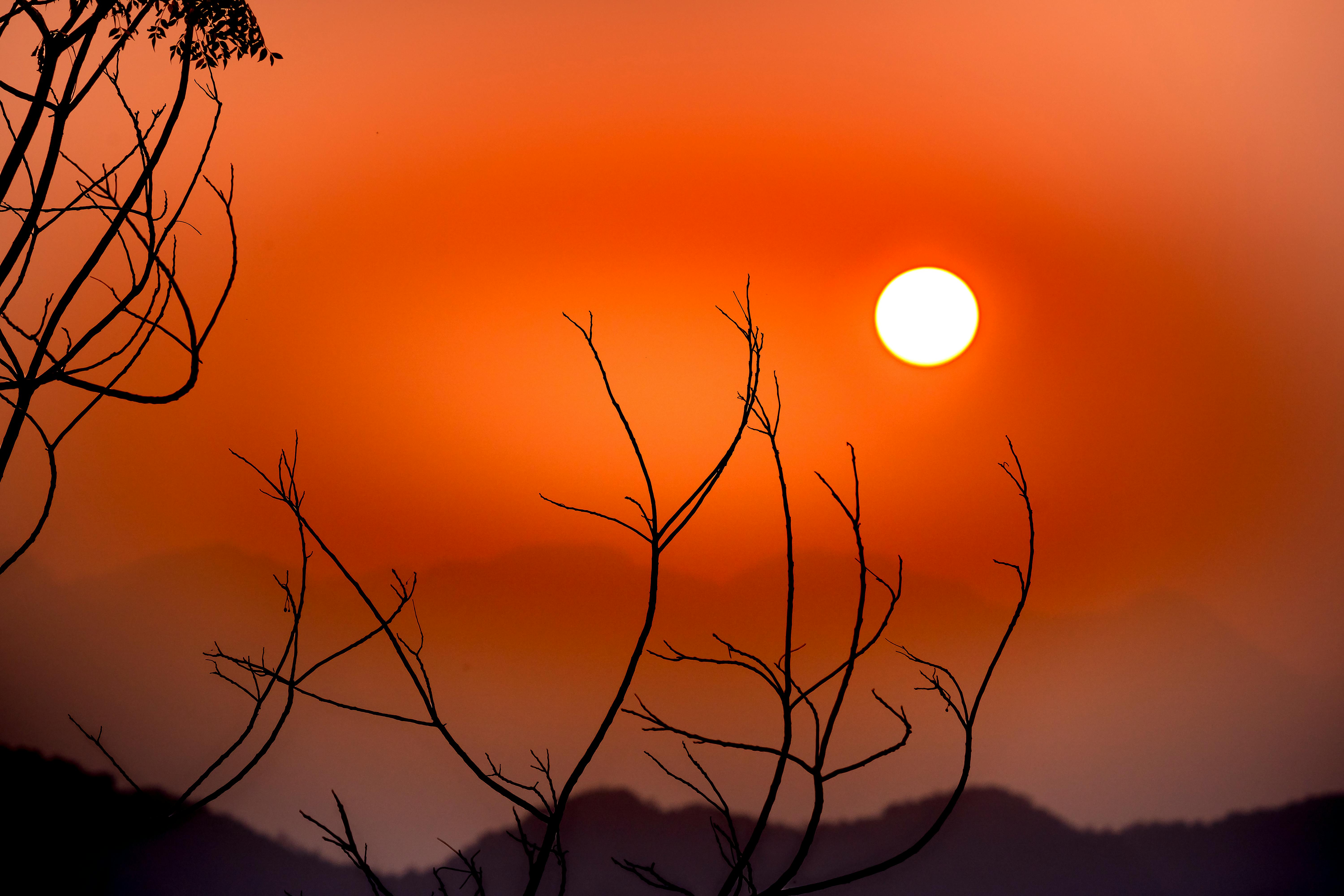 Orange sunset through branches of trees · Free Stock Photo