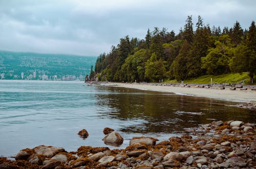 Free stock photo of bay, beach, forest