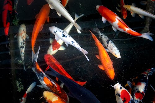 Multicolored Koi Fishes Underwater