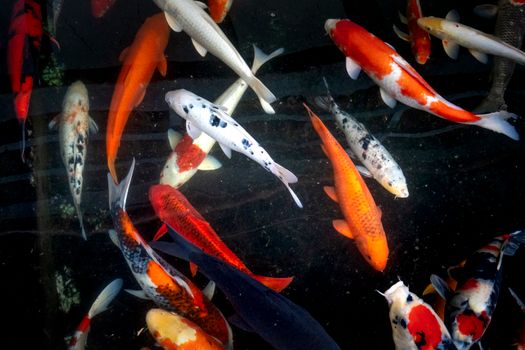 fish photo