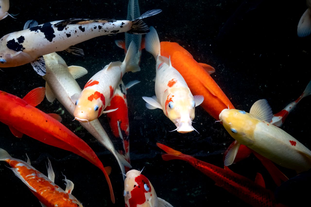 school of white and orange koi carps with spots swimming in dark deep