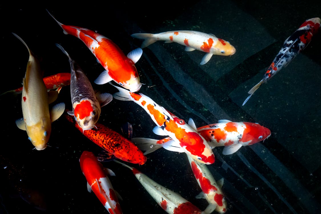 Multicolored Koi Fishes Underwater · Free Stock Photo
