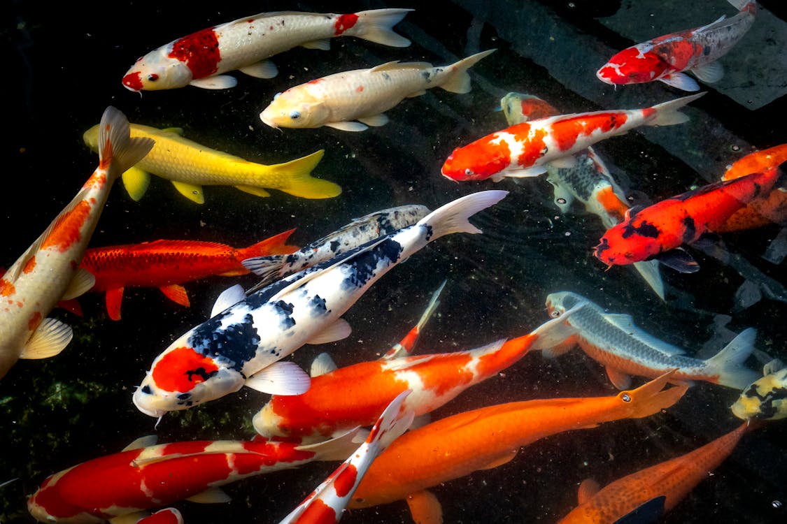 水生動物 海洋動物 淡水魚 觀賞魚 錦鯉 鯉魚的免費圖庫相片
