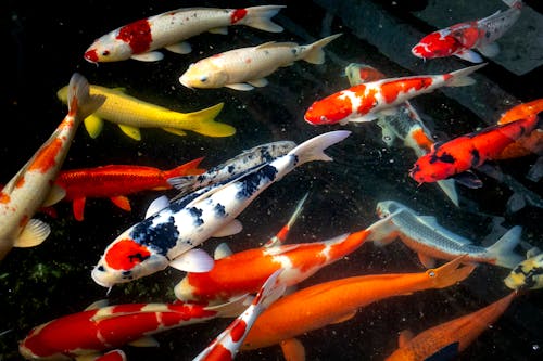 Free From above of multicolored koi fishes with bright spots swimming in clear transparent water of pond in reserve of tropical country Stock Photo