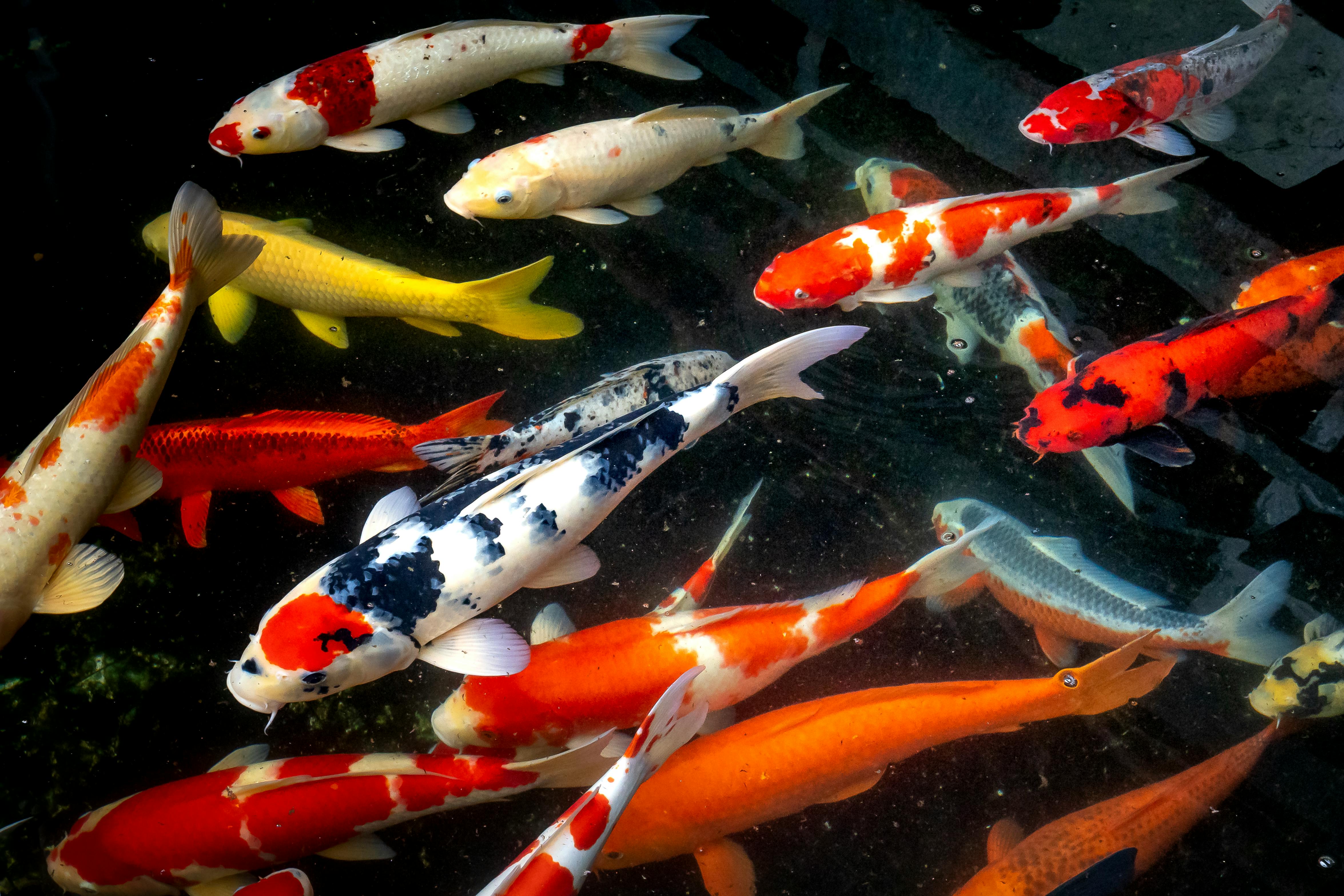 Cá Koi nhiều màu sắc dưới đáy hồ là một cảnh tượng vô cùng độc đáo và đẹp mắt. Với những chú cá Koi có vảy nhấp nháy dưới ánh nắng mặt trời và màu sắc đa dạng, bạn sẽ có cảm giác như đang lạc vào một thế giới hoàn toàn khác biệt. Hãy cùng nhìn ngắm những chú cá Koi dưới đáy hồ và khám phá sự đa dạng và phong phú của cuộc sống dưới nước!