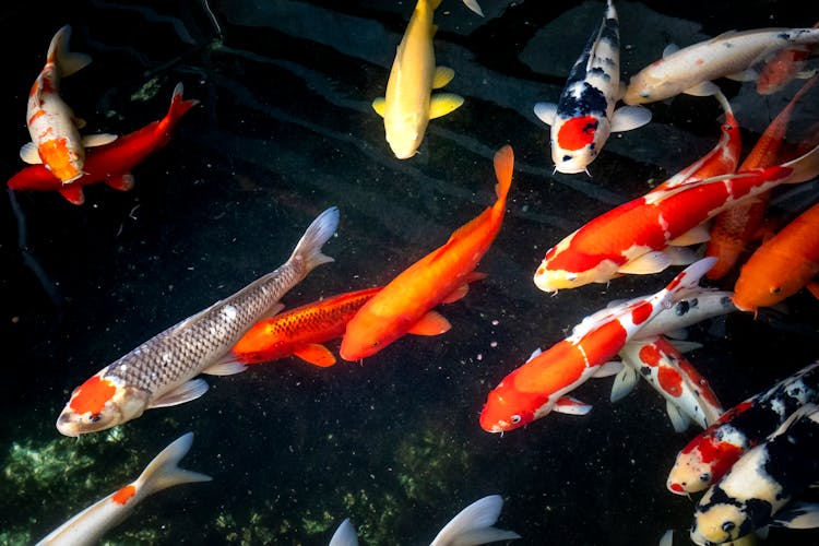 Colorful Carp On Water Surface