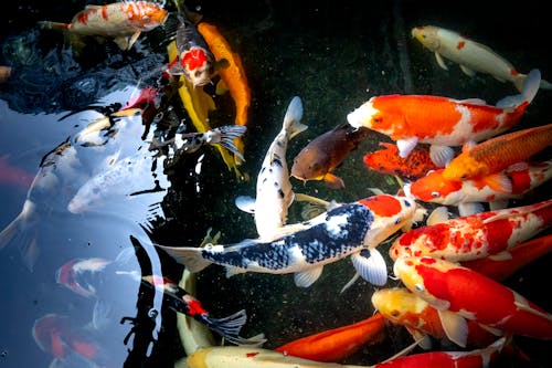 From above of various small koi carps with vivid orange and blue scales swimming in clear transparent pond in nature