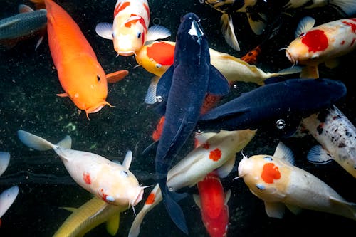 Δωρεάν στοκ φωτογραφιών με koi ψάρια, διακοσμητικά ψάρια, κυπρίνος