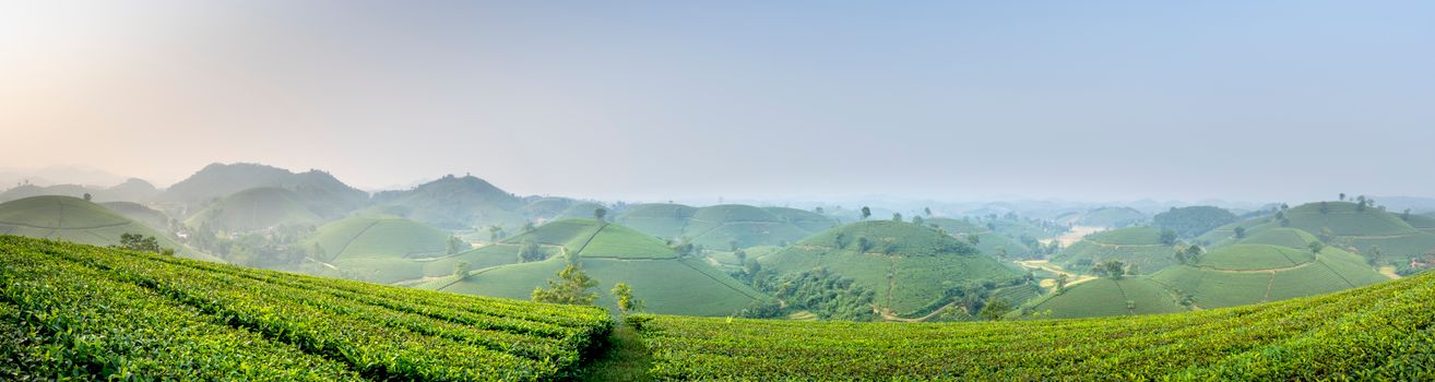 Panorama of green tea plantations with rows against cloudless sky and grassy hilly terrain in rural area during harvest season