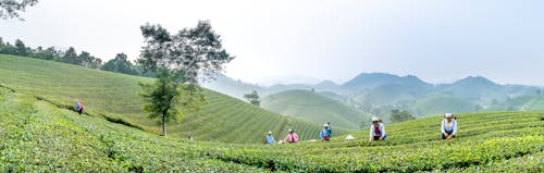 Workers walking on tea plantation