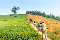 People walking along tea plantation