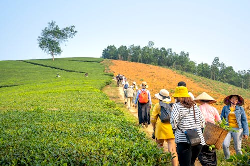 Group of people on path between tea fields