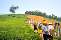 Group of people on path between tea fields