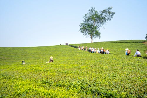People walking on path between green tea plantation while working on agricultural farmland during harvesting season in countryside on summer day