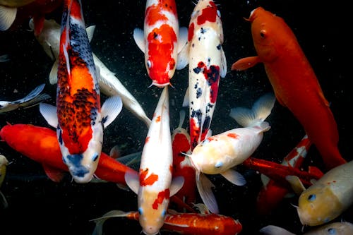 Colorful Carps Swimming in Pond