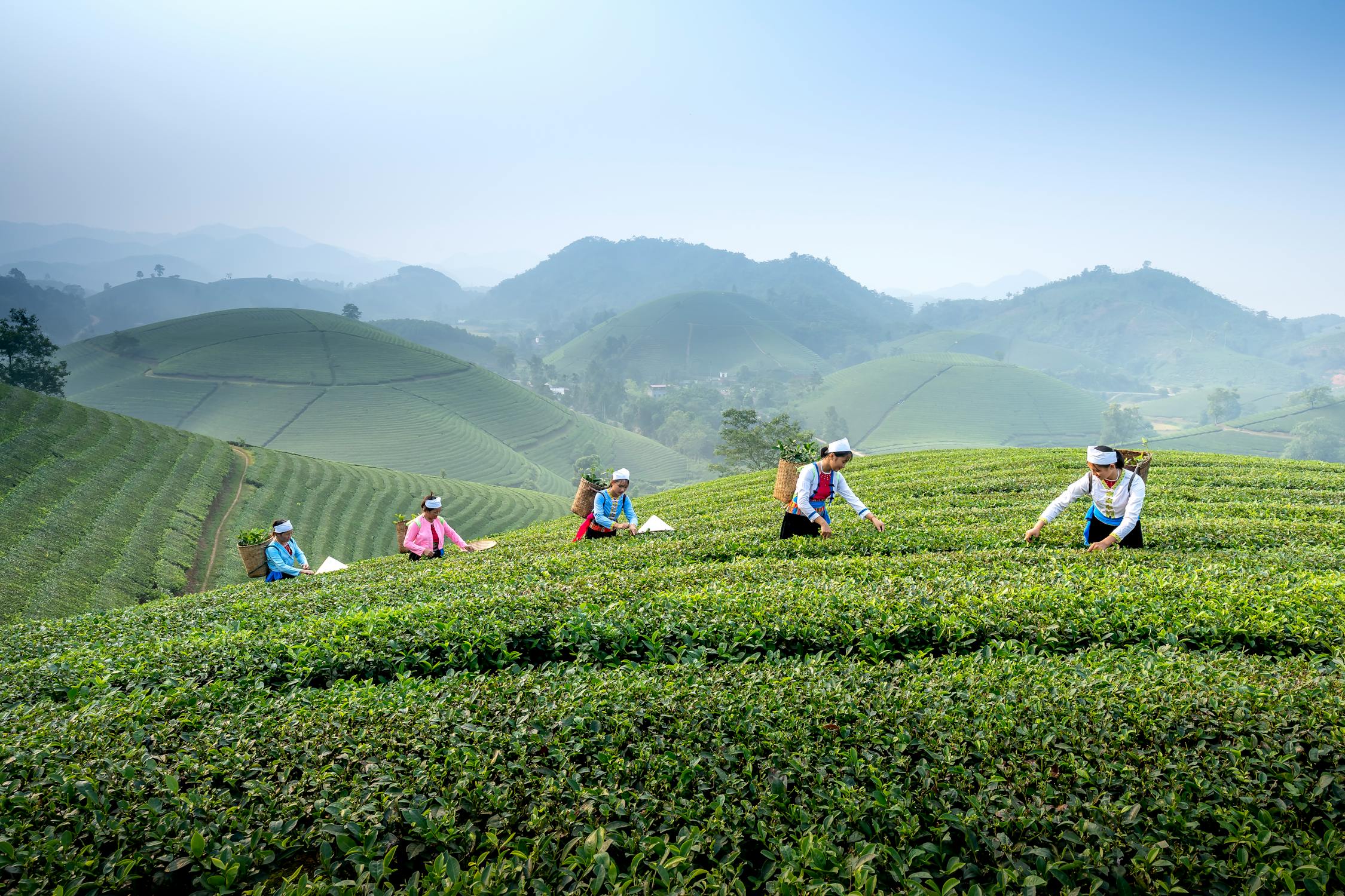 Tea plantation in Vietnam with rows of tea plants on hillsides and misty mountains in the background