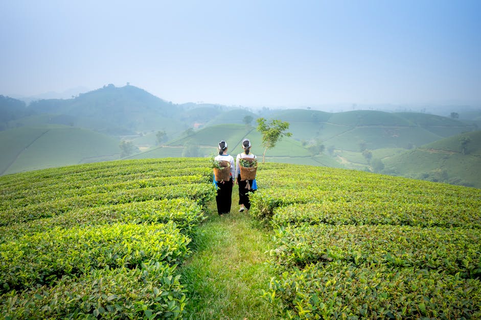 How to pick lavender for tea