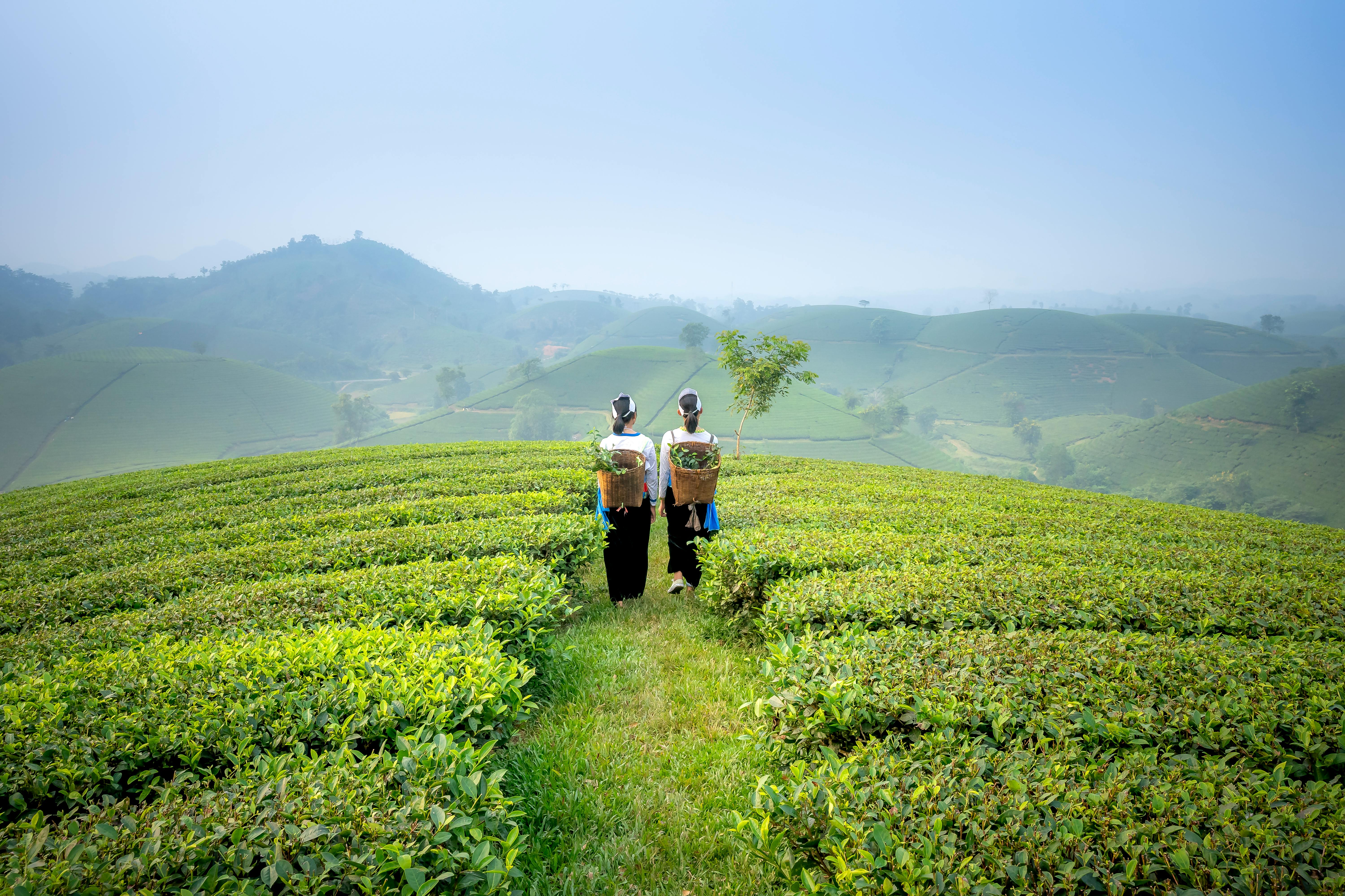 Growth Trends in the Tea Business
