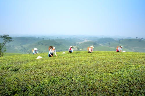 People strolling on tea plantation in countryside
