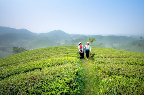 Free Distant female workers strolling on green tea plantation against grassy hilly area while working on agricultural farmland during harvesting season Stock Photo
