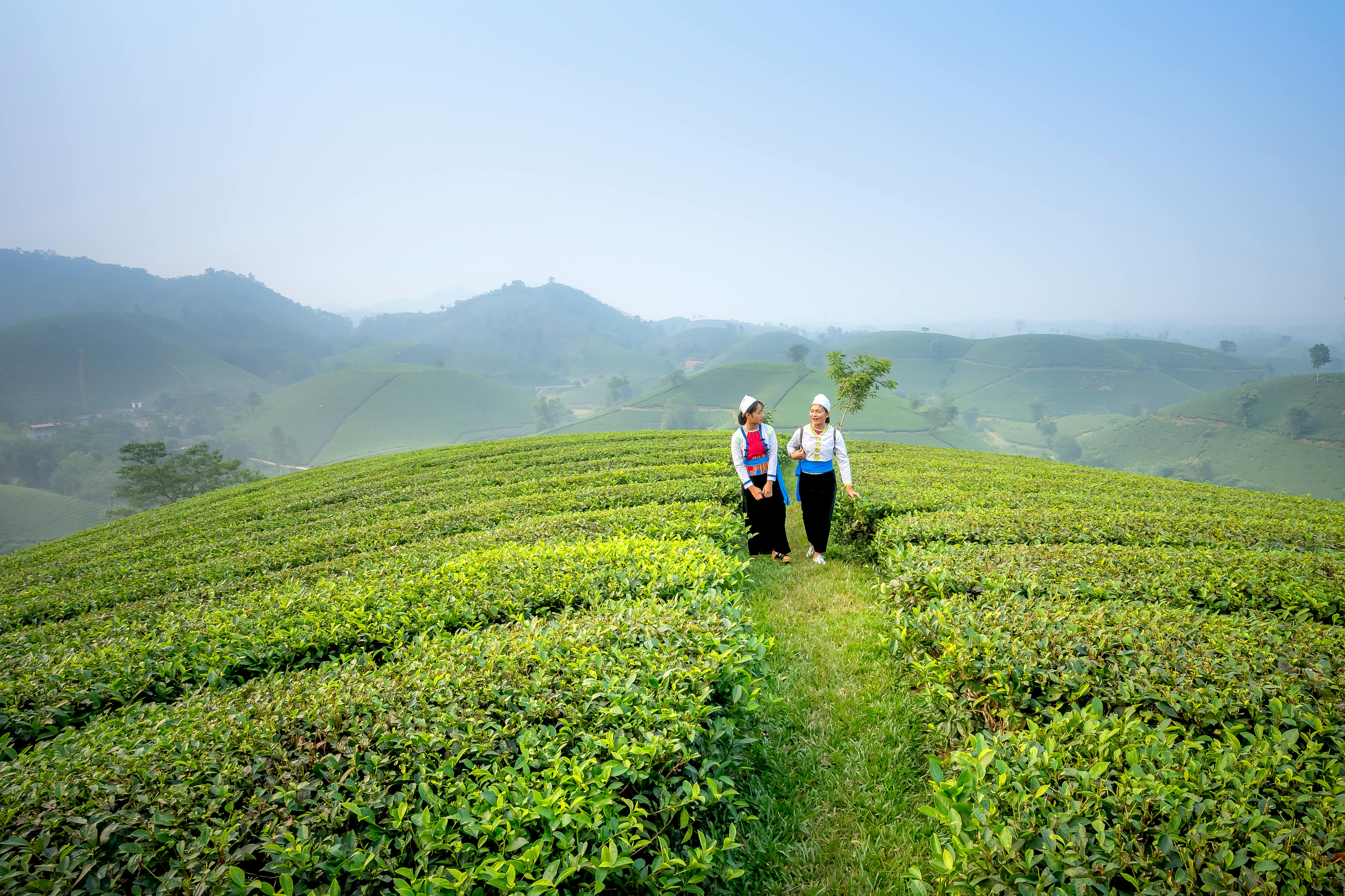 Growth Trends in the Tea Business