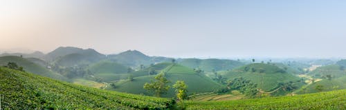 Wide angle of green tea plantations with green trees on farmland growing against hilly area in rural area during harvest season