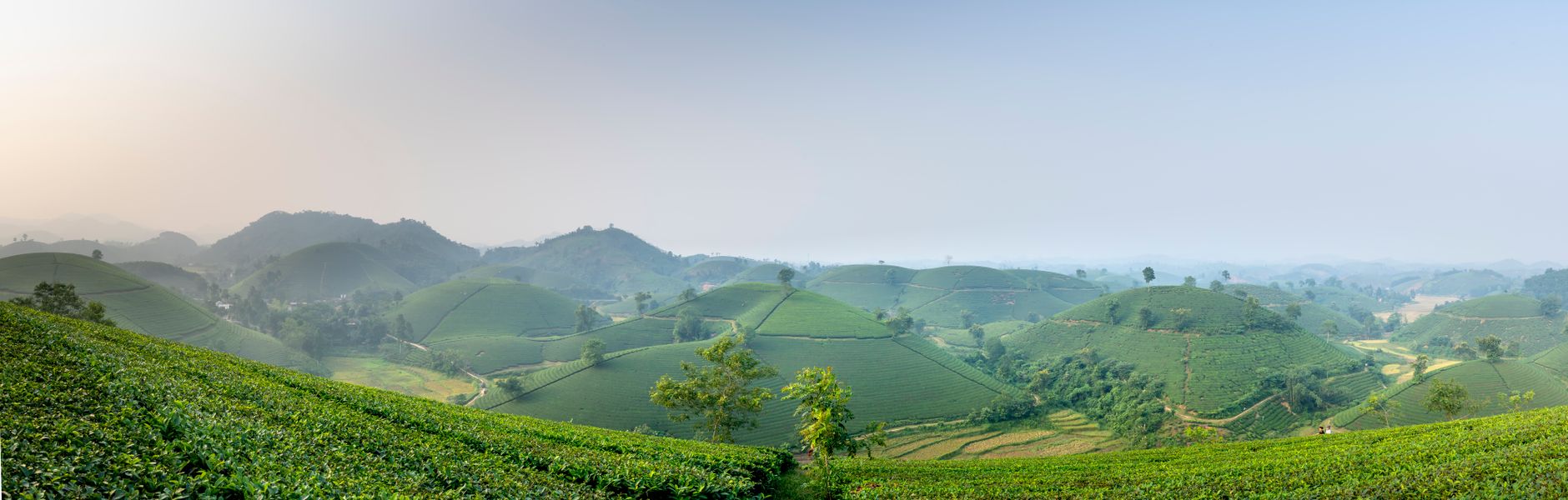 Wide angle of green tea plantations with green trees on farmland growing against hilly area in rural area during harvest