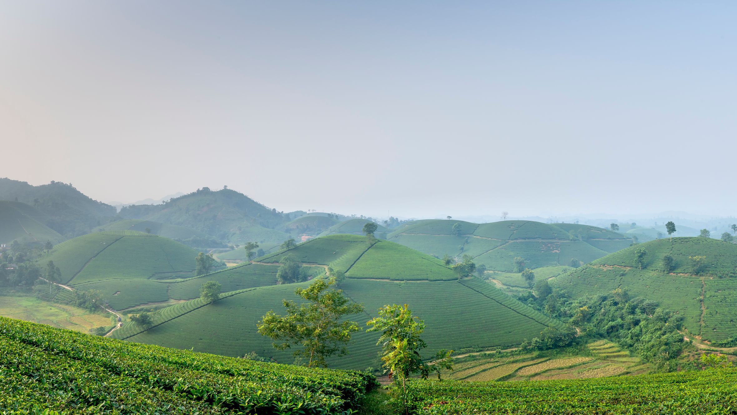 Wide angle of green tea plantations with green trees on farmland growing against hilly area in rural area during harvest season