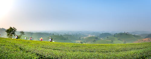 People walking in agricultural field