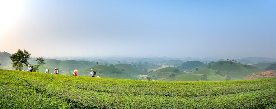 Workers harvesting tea on a lush green plantation under a clear blue sky.