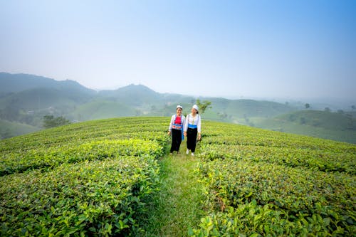 Distant female workers strolling on green tea field while working on farmland against grassy hills in countryside during harvest season