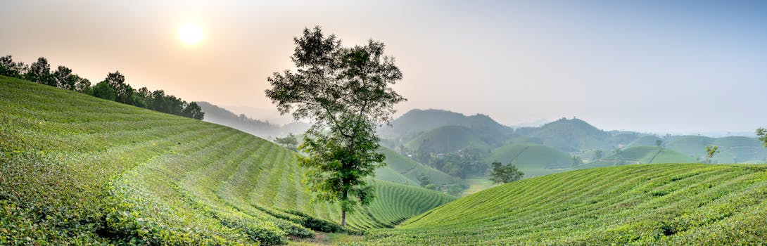 Beautiful sunrise view over verdant tea fields with rolling hills and a misty horizon.
