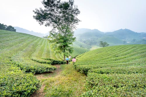 People walking on tea plantation