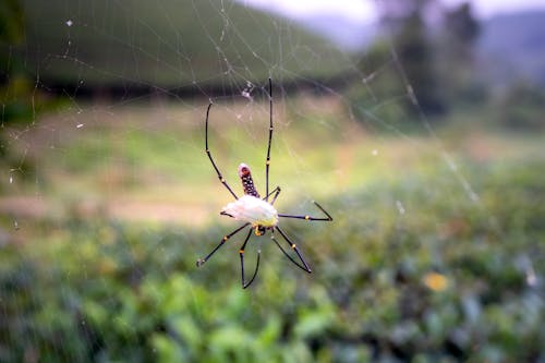 Imagine de stoc gratuită din abdomen, afară, animale sălbatice