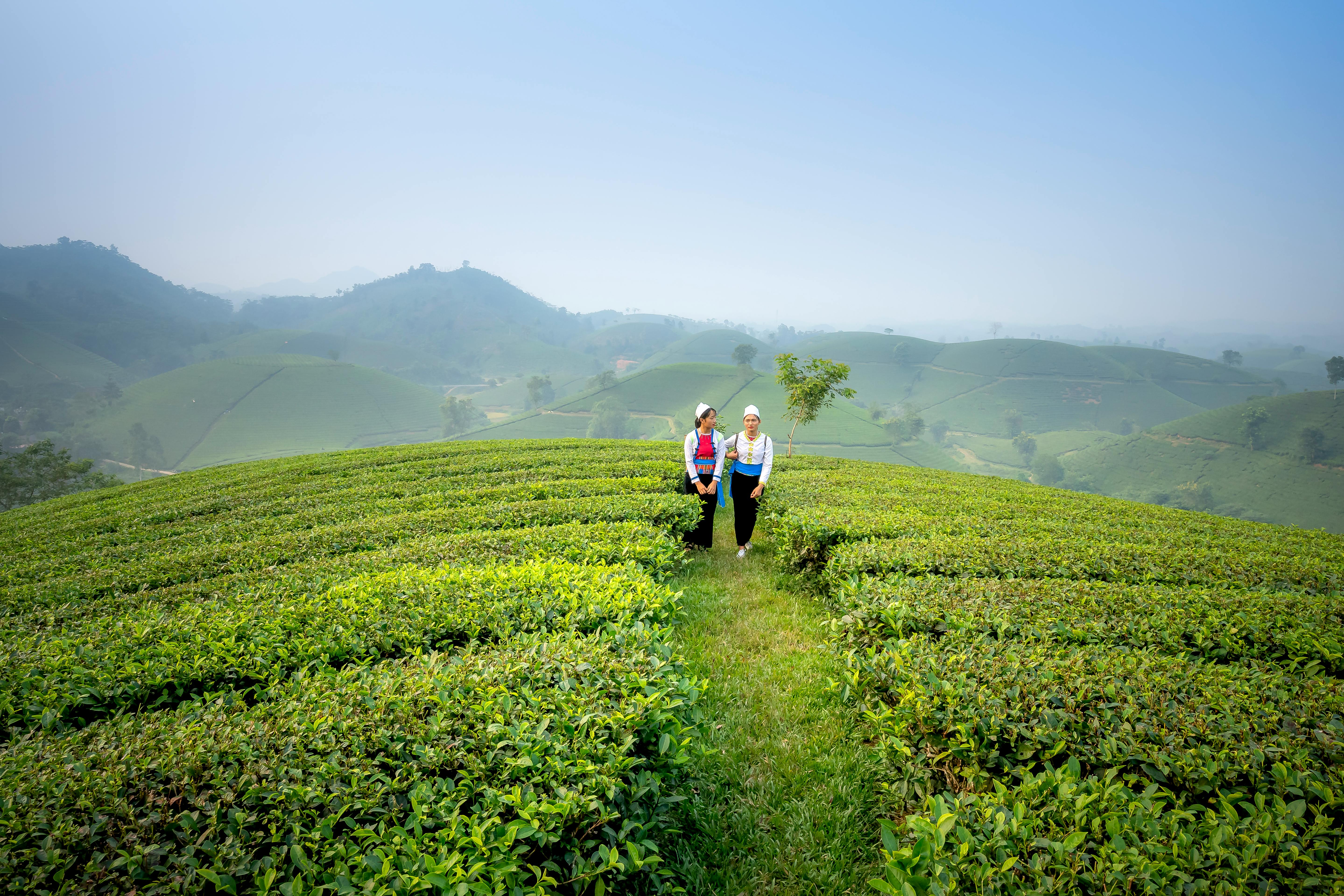 Growth Trends in the Tea Business
