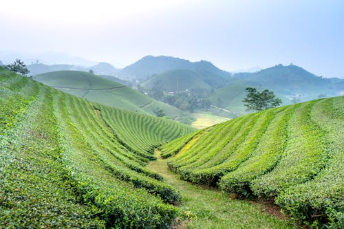 Green agricultural tea plantations with rows located on farmland against hilly area covered with grass in rural area on summer day